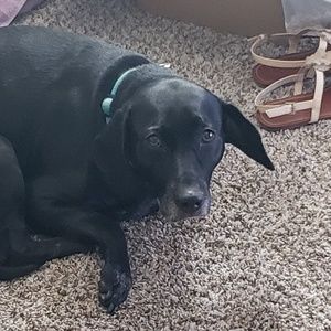 Meet your Posher, Franklin